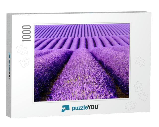 Lavender Flower Blooming Scented Fields in Endless Rows... Jigsaw Puzzle with 1000 pieces