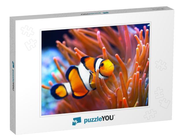 Amphiprion Ocellaris Clownfish in the Anemon. Natural Mar... Jigsaw Puzzle