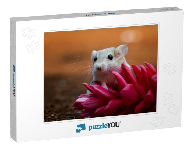 Cute Gerbil Mouse Closeup Face, Garbil Mouse on Red Flowe... Jigsaw Puzzle