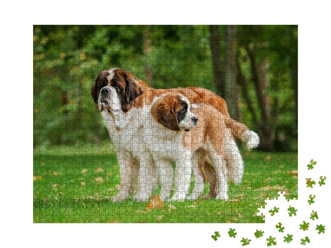 Two Saint Bernard Dogs Standing in the Park... Jigsaw Puzzle with 1000 pieces