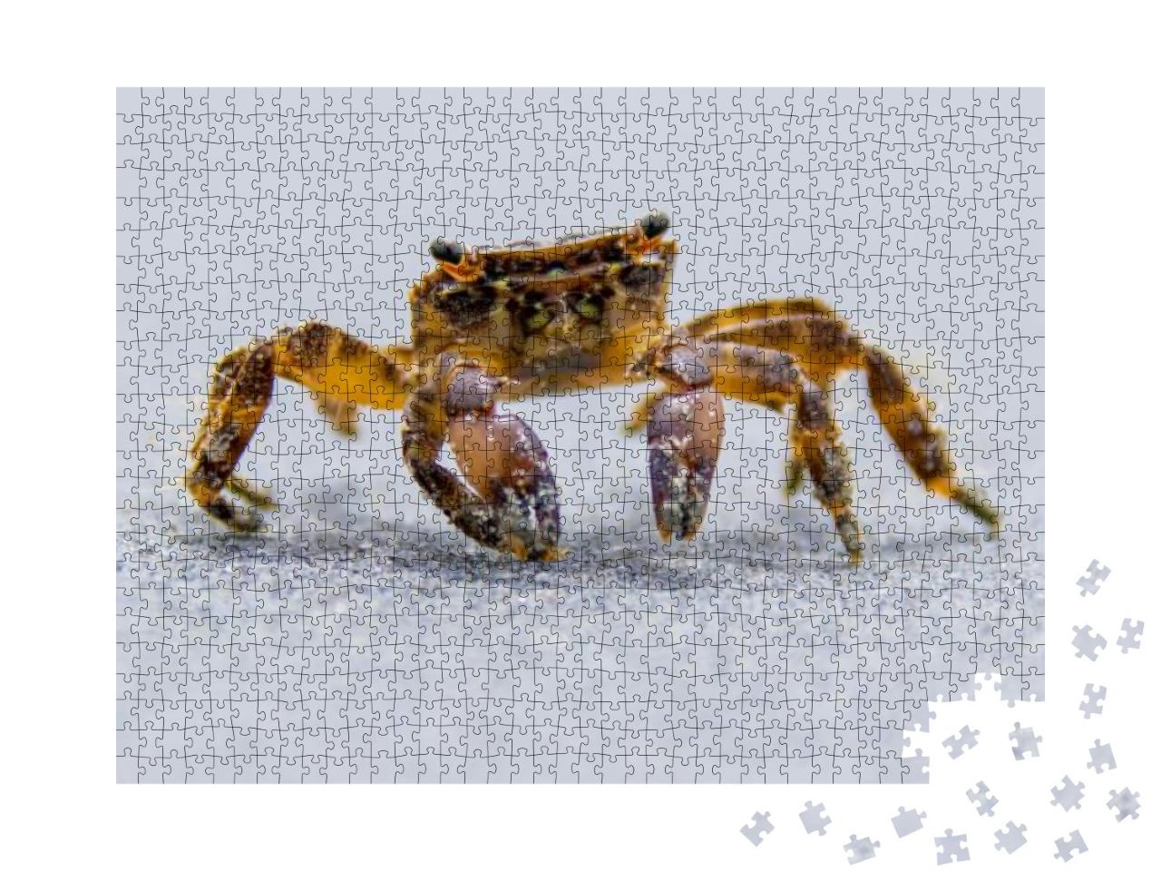 A Beach Crab Runs Along the Shore of a Sea... Jigsaw Puzzle with 1000 pieces