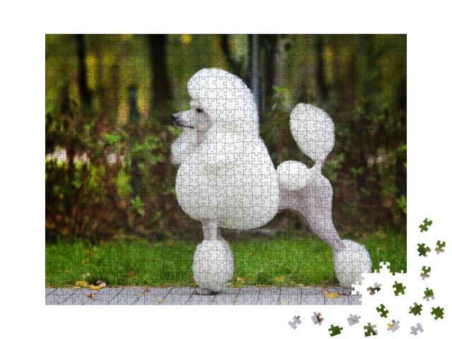 Big White Poodle Stands on the Path in the Park. Exterior... Jigsaw Puzzle with 1000 pieces