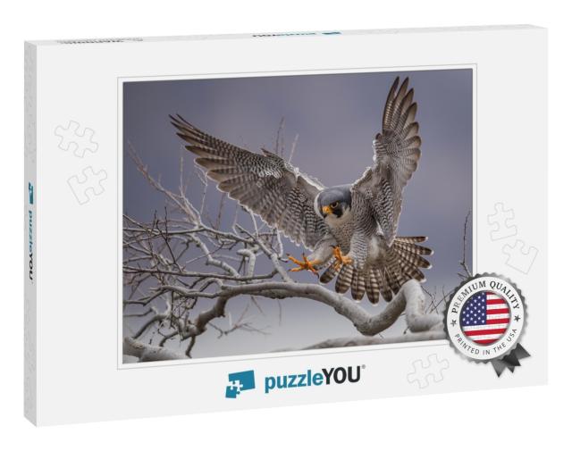 Peregrine Falcon in New Jersey... Jigsaw Puzzle