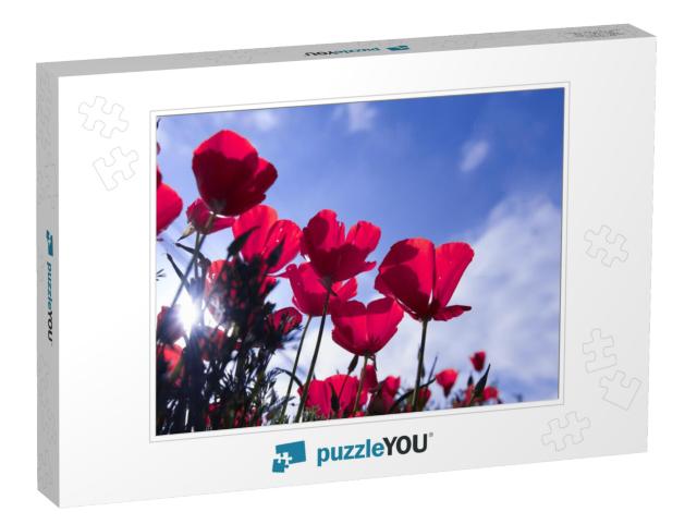 Poppy Flower for Remembrance Day, Memorial Day, Anzac Day... Jigsaw Puzzle