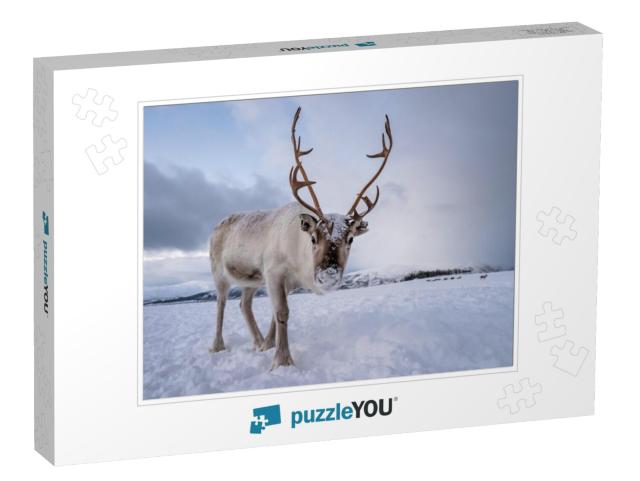 Portrait of a Reindeer with Massive Antlers Pulling Sleig... Jigsaw Puzzle