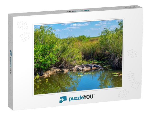 Sunbathing Alligator in Everglades National Park Florida... Jigsaw Puzzle