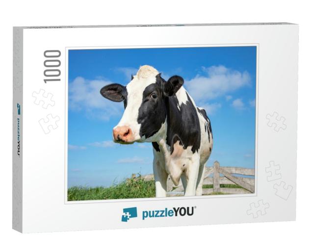 Mature, Adult Black & White Cow, Gentle Look, Pink Nose... Jigsaw Puzzle with 1000 pieces
