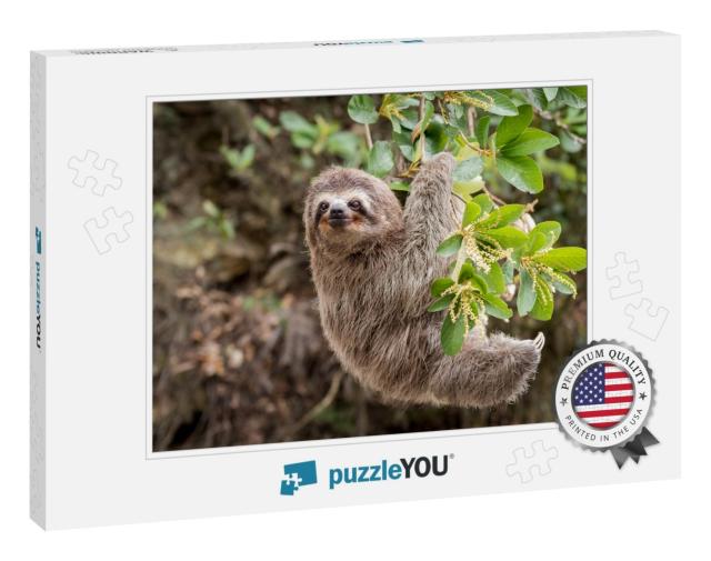 Common Sloth on Jungle... Jigsaw Puzzle