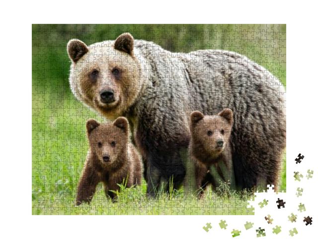 Protective Female Brown Bear, Ursus Arctos, Standing Clos... Jigsaw Puzzle with 1000 pieces