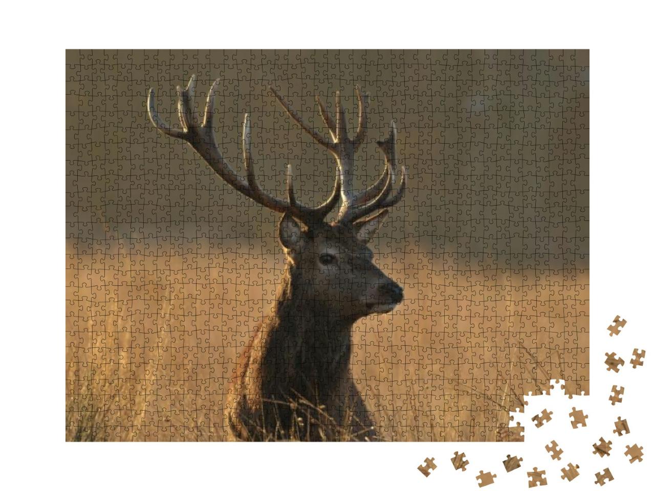 Red Deer in Autumn Colors... Jigsaw Puzzle with 1000 pieces