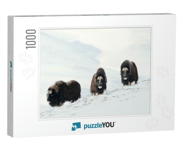Three Male Musk Oxen Ovibos Moschatus Standing in Snowy D... Jigsaw Puzzle with 1000 pieces