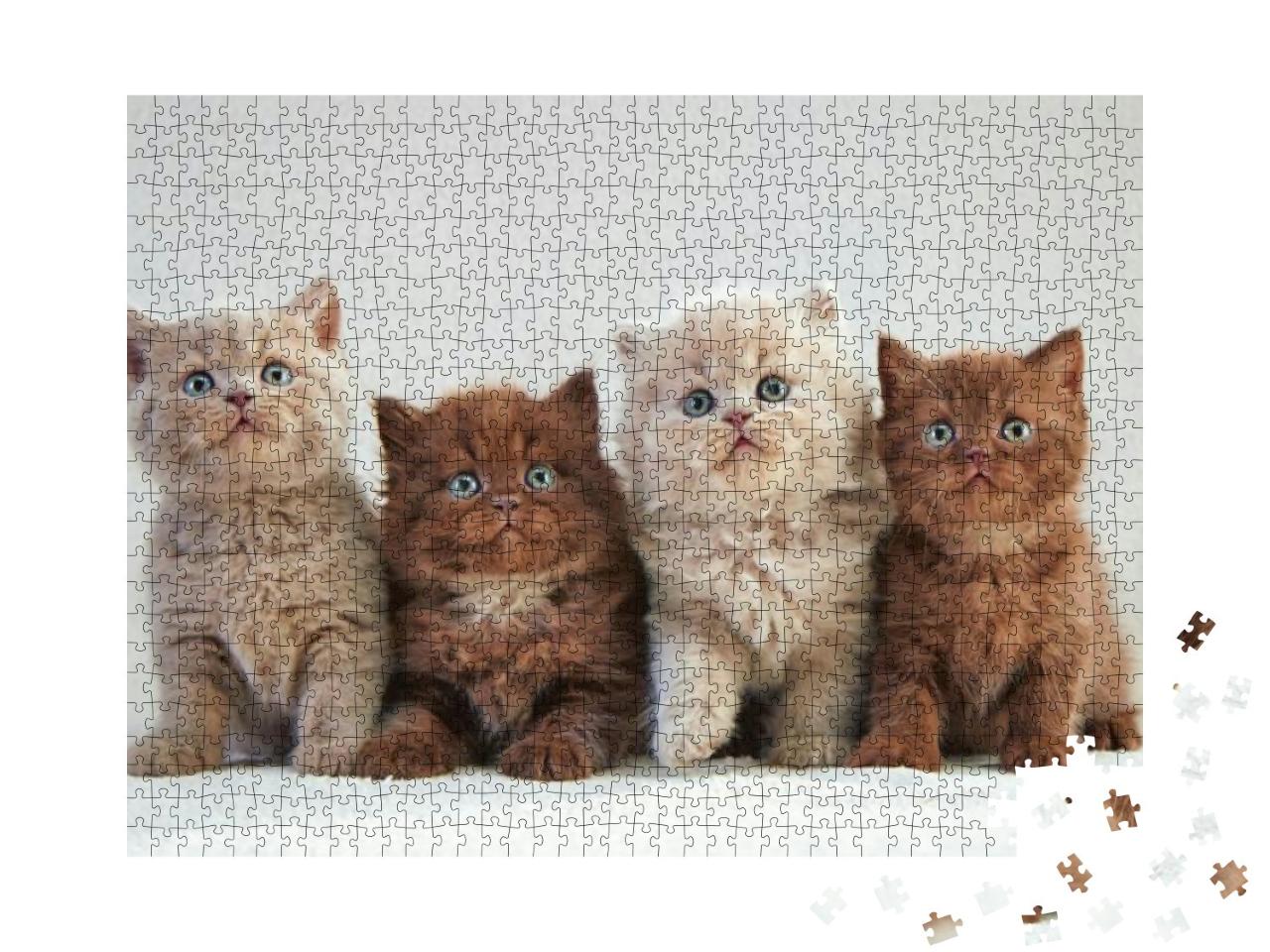 Four Various British Kittens Sitting on Beige Plaid... Jigsaw Puzzle with 1000 pieces
