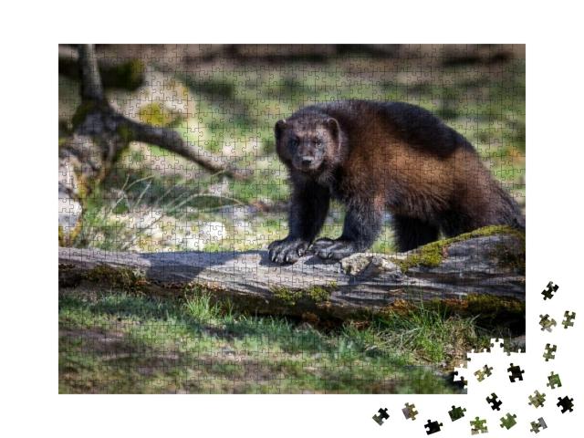 Wolverine Glouton Animal... Jigsaw Puzzle with 1000 pieces
