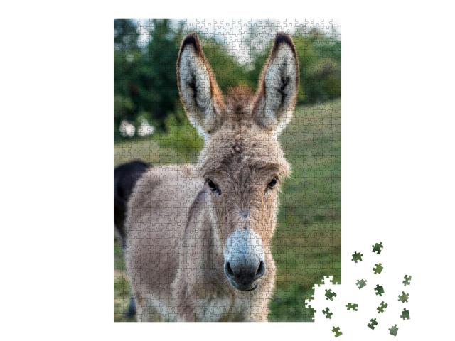 Young Donkeys in the Pasture... Jigsaw Puzzle with 1000 pieces