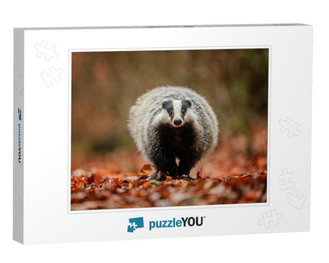 Badger Running in Forest, Animal Nature Habitat, Germany... Jigsaw Puzzle