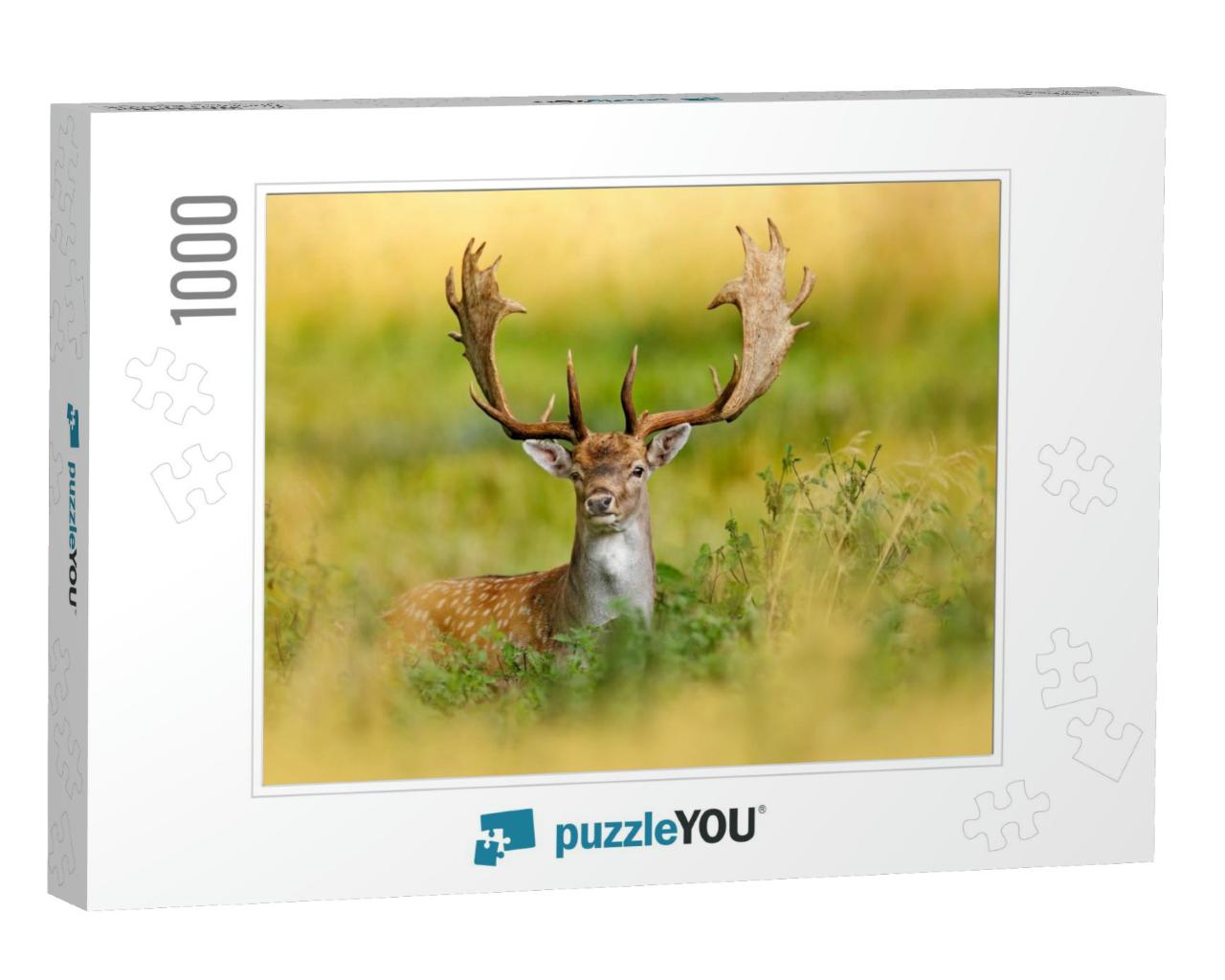 Fallow Deer, Dama Dama, in Autumn Forest, Dyrehave, Denma... Jigsaw Puzzle with 1000 pieces