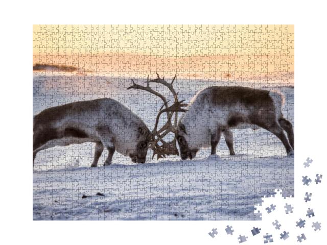 Autumn Reindeer Fight on Southern Spitsbergen... Jigsaw Puzzle with 1000 pieces