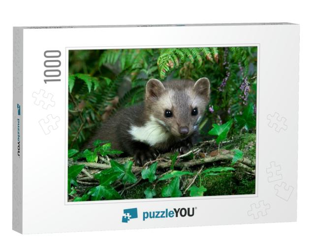 Stone Marten or Beech Marten, Martes Foina, Adult, Norman... Jigsaw Puzzle with 1000 pieces