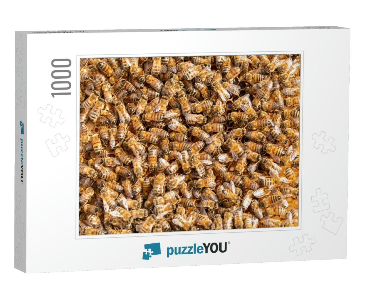 Worker Honey Bees on a Frame from a Hive... Jigsaw Puzzle with 1000 pieces