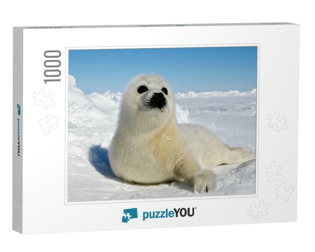 Baby Harp Seal Magdalen Islands... Jigsaw Puzzle with 1000 pieces