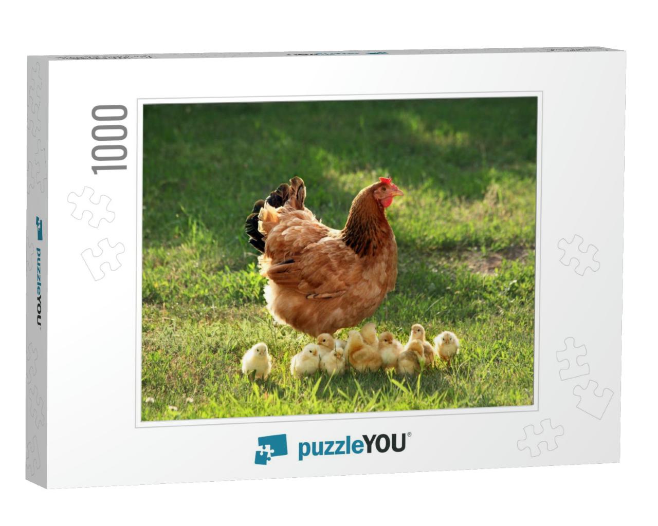 Mother Hen with Chickens in a Rural Yard. Chickens in a G... Jigsaw Puzzle with 1000 pieces