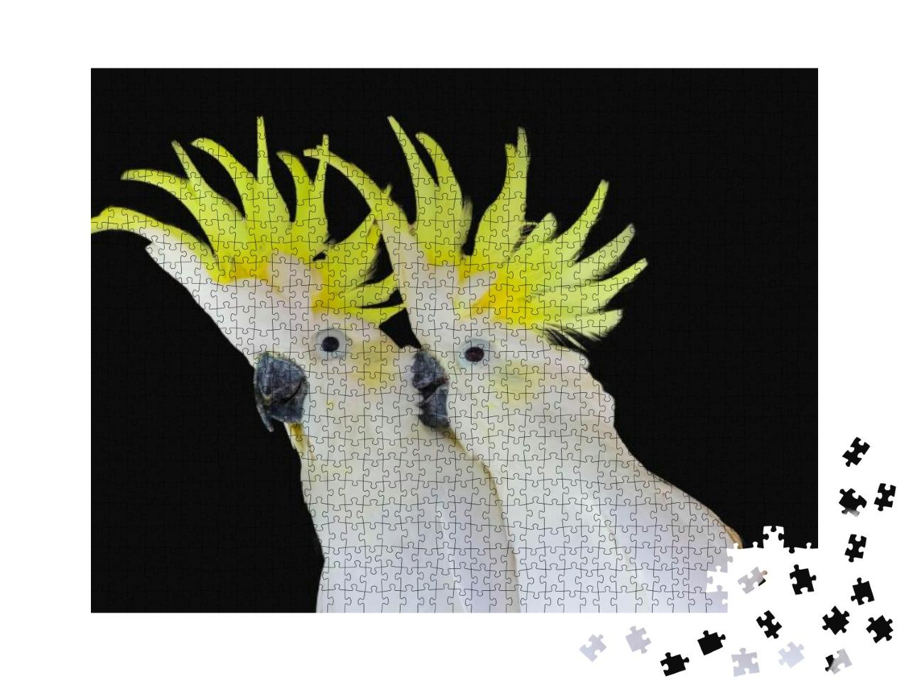 Greater Sulphur-Crested Cockatoo Isolated on Black Backgr... Jigsaw Puzzle with 1000 pieces