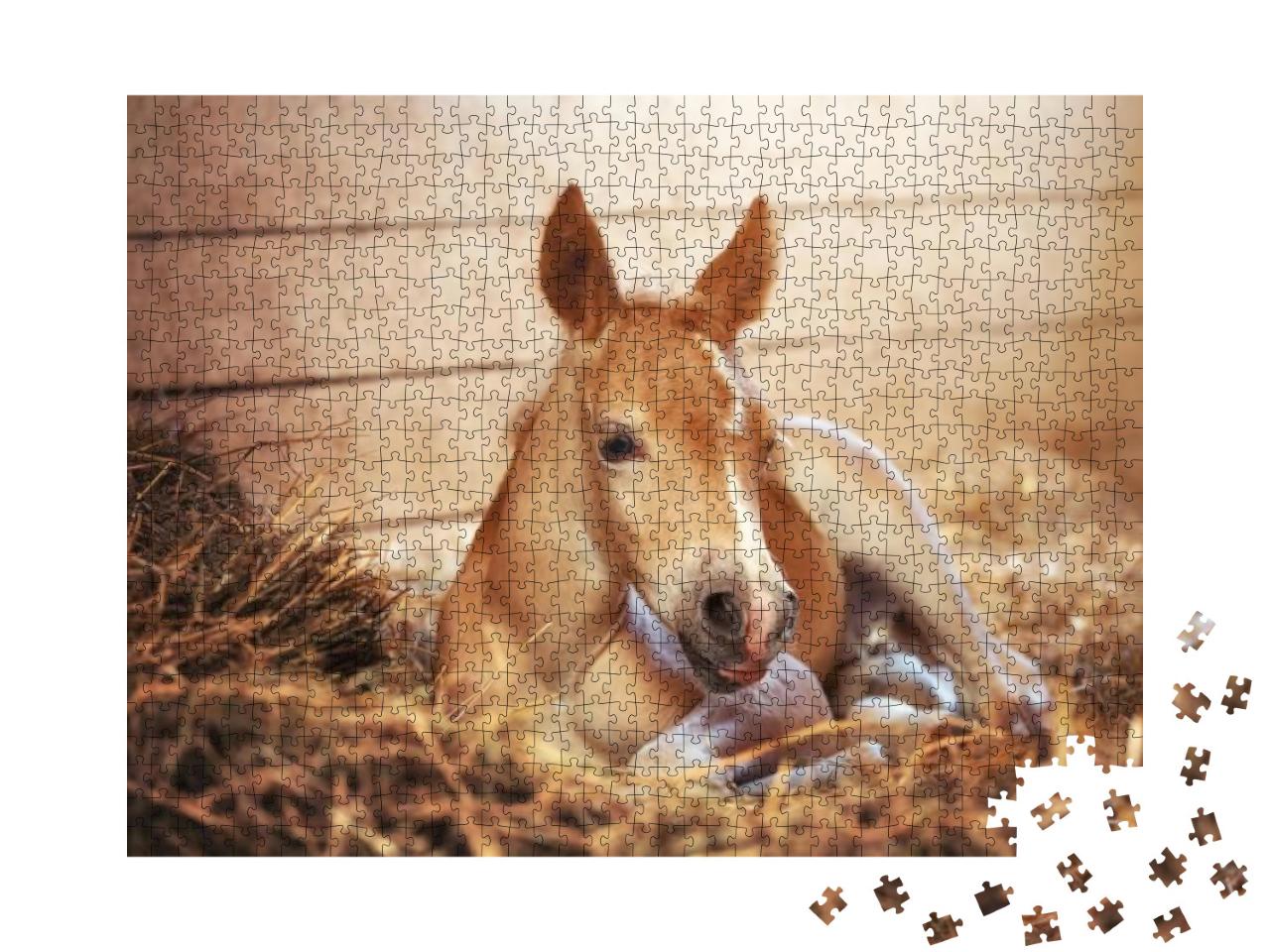 Beautiful Haflinger Foal - Horse Photo... Jigsaw Puzzle with 1000 pieces