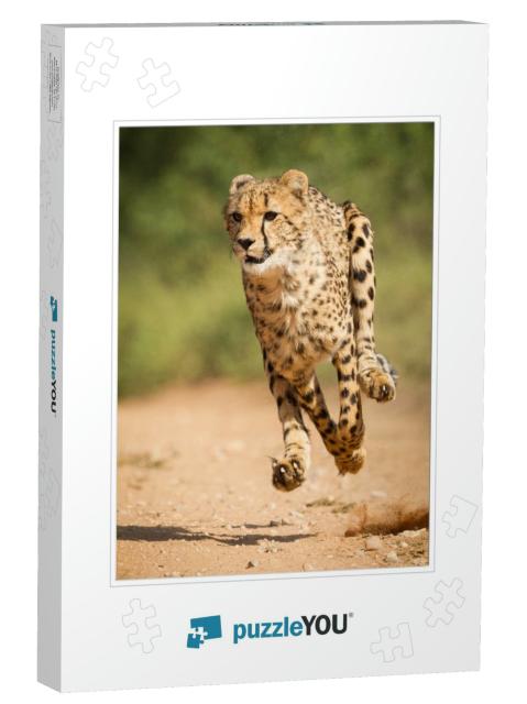 Vertical Shot of Adult Cheetah Running At Top Speed with... Jigsaw Puzzle