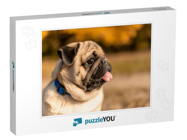 Portrait of a Pug Dog Sitting in the Autumn Park on Yello... Jigsaw Puzzle