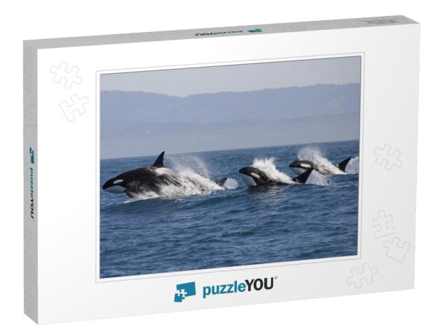 Killer Whale - Orcinus Orca... Jigsaw Puzzle