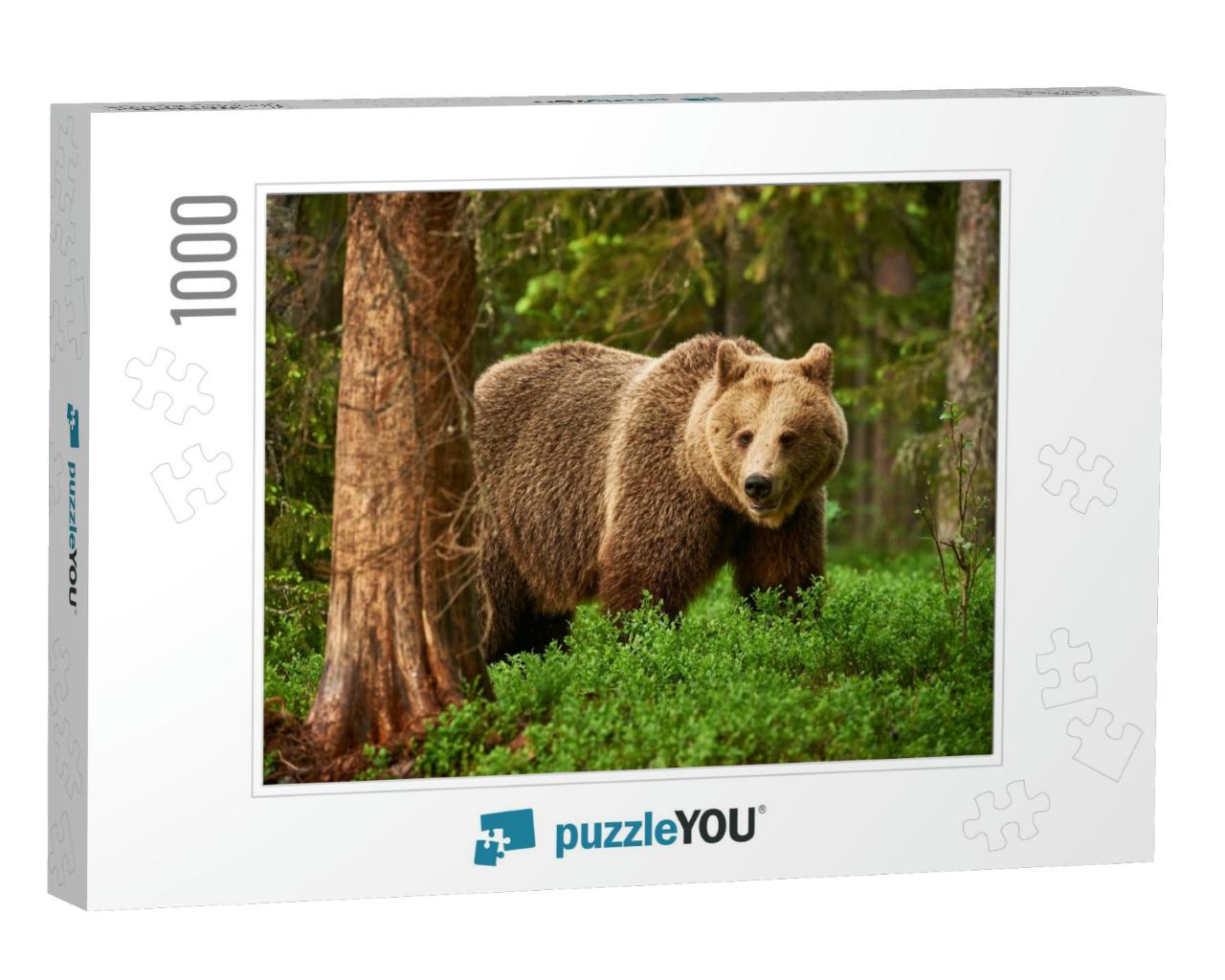 Brown Bear Walking Free in the Finnish Taiga... Jigsaw Puzzle with 1000 pieces