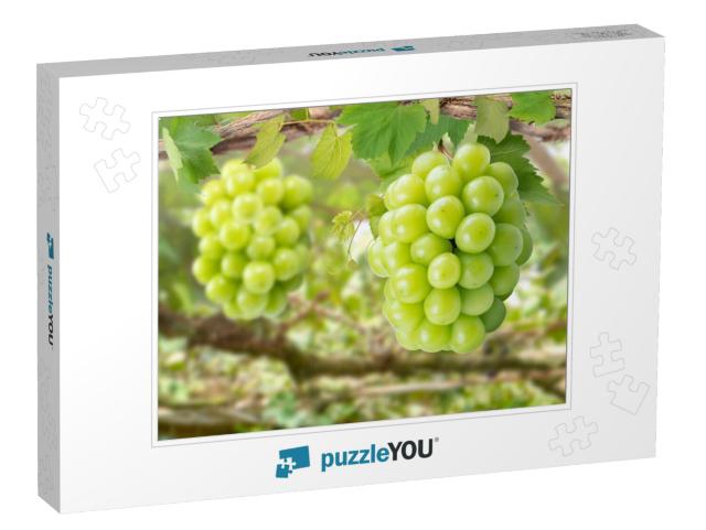 Sweet Green Grape on a Branch Over Green Natural Garden B... Jigsaw Puzzle