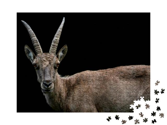 Close-Up of a Female Alpine Ibex Capra Ibex. Side View of... Jigsaw Puzzle with 1000 pieces