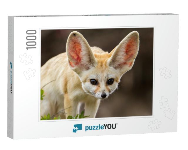 Very Cute Fennec Fox with Big Ears... Jigsaw Puzzle with 1000 pieces