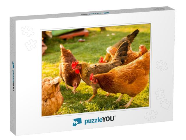 Free-Range Chicken on an Organic Farm, Freely Grazing on... Jigsaw Puzzle