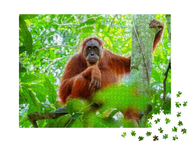 Female Orangutan Sitting At Tree Trunk & Looks Around Aga... Jigsaw Puzzle with 1000 pieces