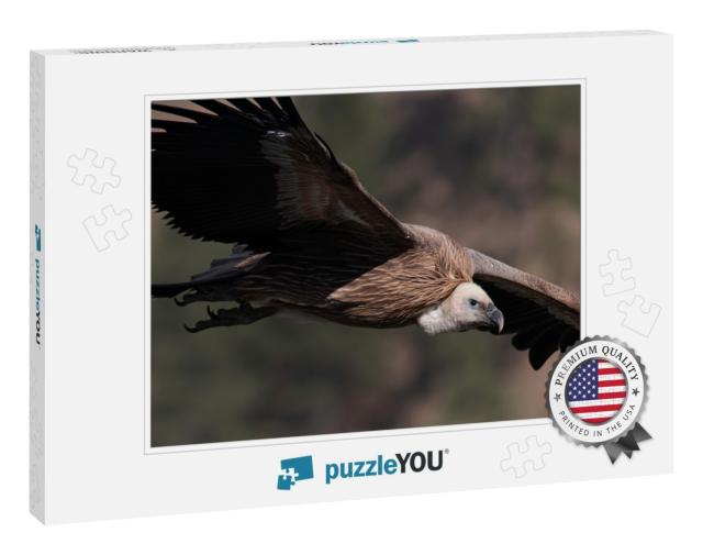 Flight Time for Griffon Vulture... Jigsaw Puzzle