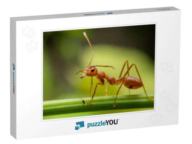 Red Ants Are Looking for Food on Green Branches. Work Ant... Jigsaw Puzzle