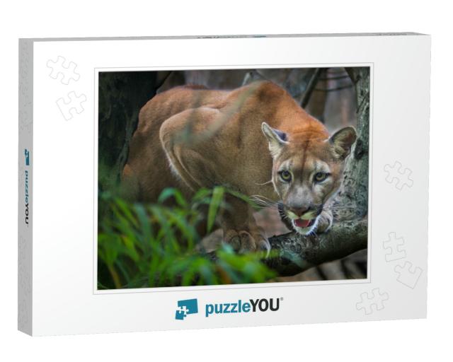 Mountain Lion Puma Prey on the Staring Twigs of the Fores... Jigsaw Puzzle