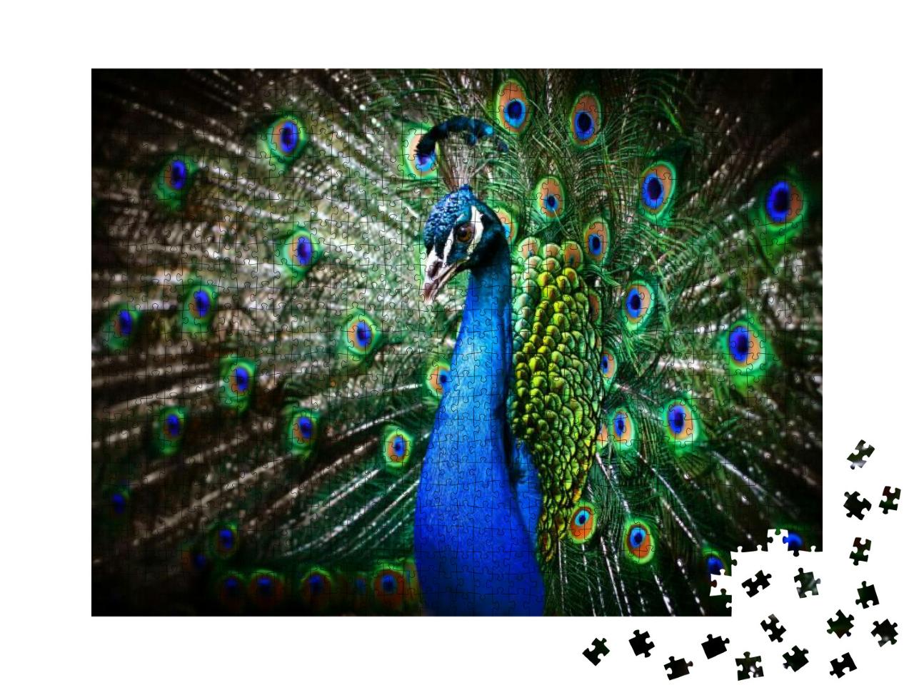 Portrait of Beautiful Peacock with Feathers Out... Jigsaw Puzzle with 1000 pieces