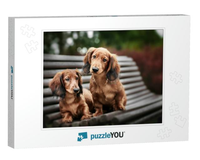 Two Adorable Dachshund Puppies Posing Together on a Bench... Jigsaw Puzzle