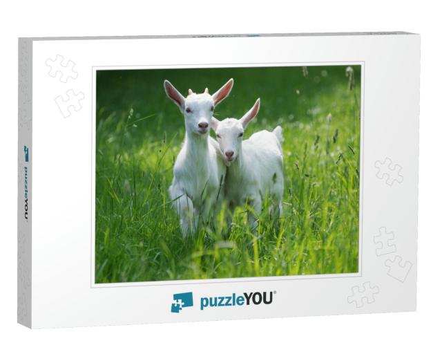 Two Baby Goat Kids Stand in Long Summer Grass... Jigsaw Puzzle