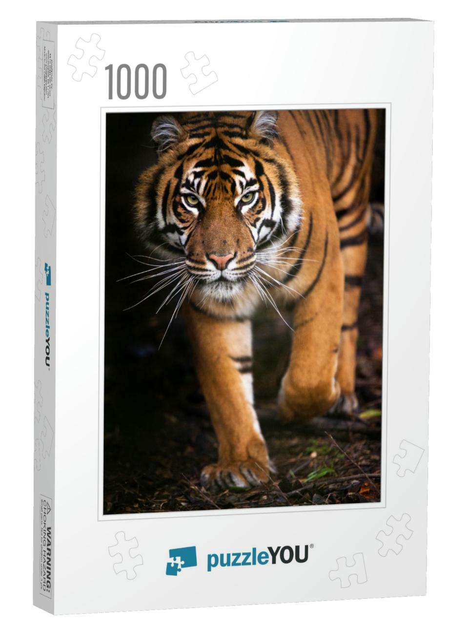 Young Sumatran Tiger Walking Out of Shadow/Tiger... Jigsaw Puzzle with 1000 pieces