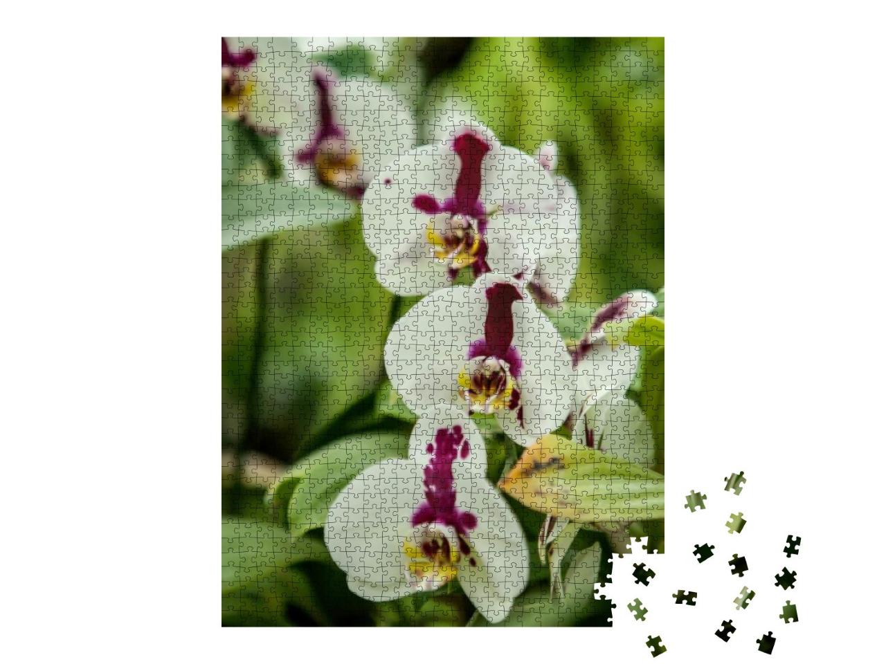 Orchids Bloom in Spring. Spring Bloom of a Variety of Orc... Jigsaw Puzzle with 1000 pieces