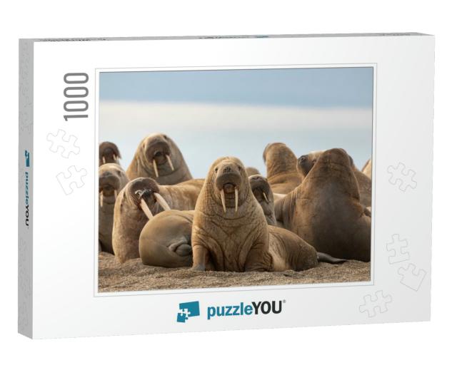 Walrus on Sand Beach, Svalbard... Jigsaw Puzzle with 1000 pieces