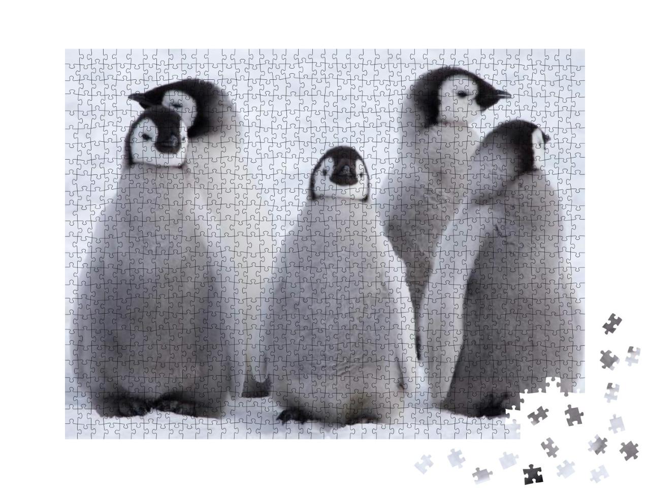 Five Emperor Penguin Chicks, Grouped Together Looking in... Jigsaw Puzzle with 1000 pieces
