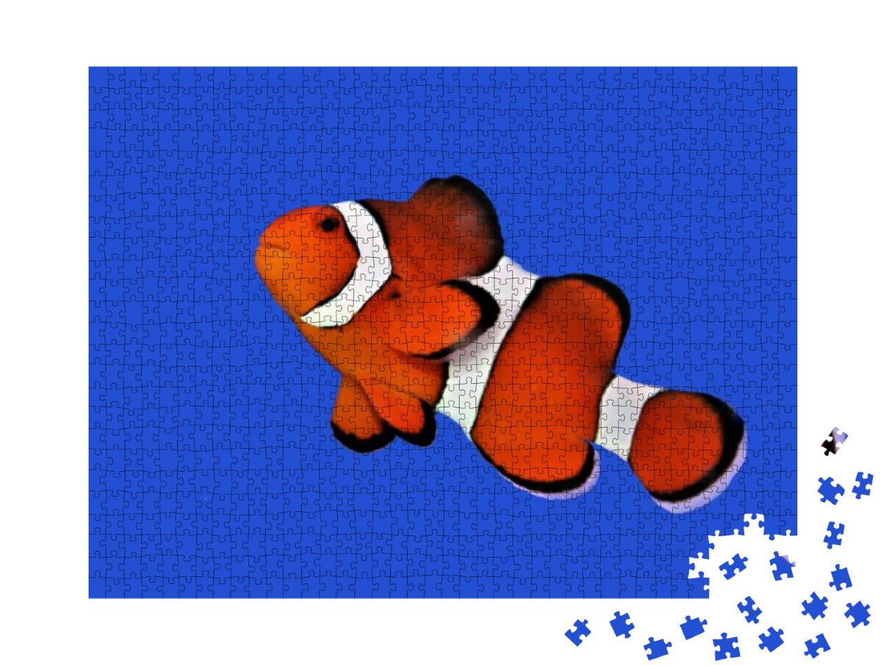 The Orange Clownfish Percula Clownfish, Clown Anemonefish... Jigsaw Puzzle with 1000 pieces
