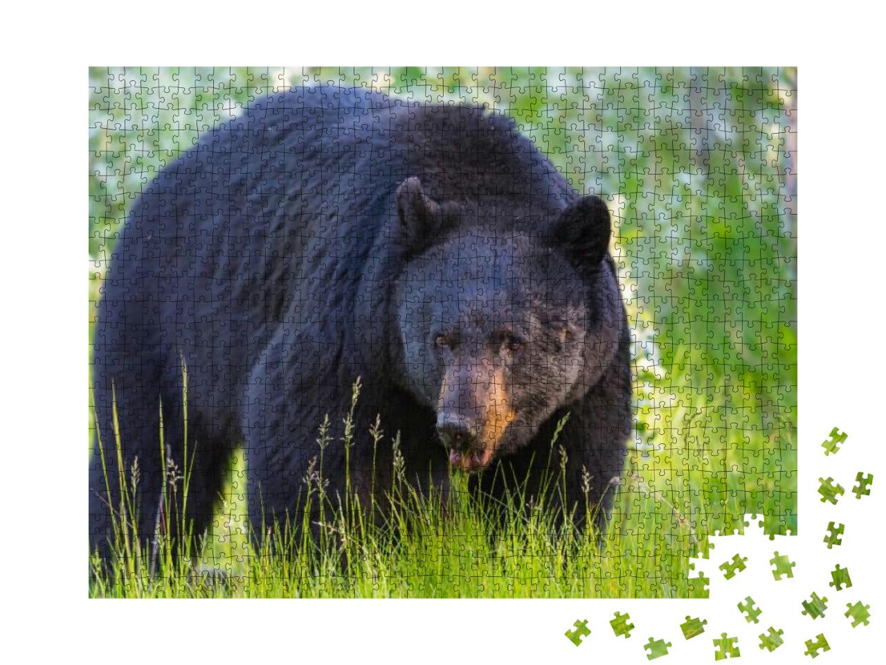 Wild Black Bear in the Summertime, Banff & Jasper Nationa... Jigsaw Puzzle with 1000 pieces