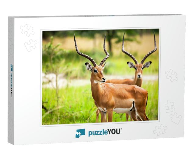 Antelope Impala in Nature Uganda. Antelope Animal Portrai... Jigsaw Puzzle