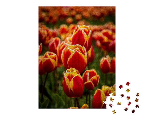 Colorful Tulips At Tulip Farm... Jigsaw Puzzle with 1000 pieces